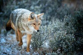 Location Wyoming Park Yellowstone National Season Winter
