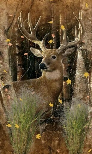 Deer Hunting Wallpaper For iPhone