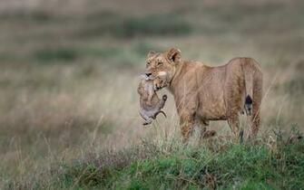 Lioness Wallpaper