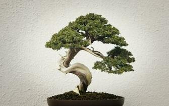 Bonsai Tree Wallpaper In HD 4k And Wide Sizes
