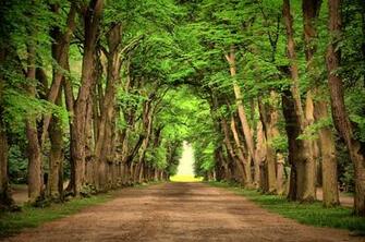 Tree Lined Road Wallpaper