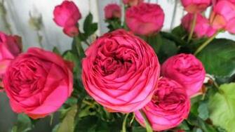 Pin Cabbage Rose Wallpaper