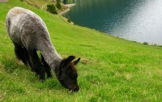 Wallpaper Llama Italy