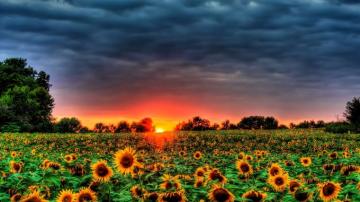 Sunflower High Quality Wallpaper Id For HD Pc