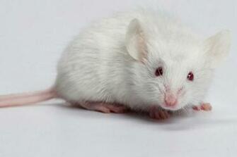White Mouse Wallpaper Beautiful Desktop