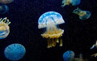 Jellyfish Computer Wallpaper Desktop Background Id
