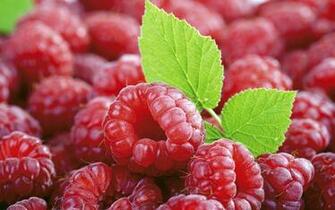 Cate Wallpaper Fresh Fruit