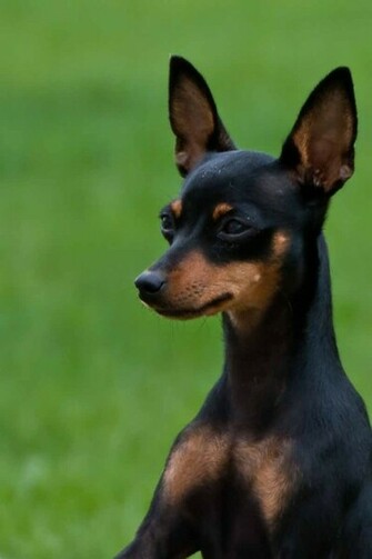 Miniature Pinscher Wallpaper Prime