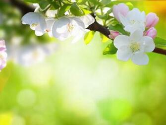 Natures Wallpaper
