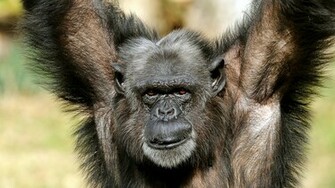 Monkeys Wallpaper Background