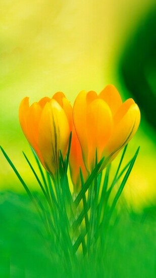 Yellow Crocus Flowers iPhone Wallpaper