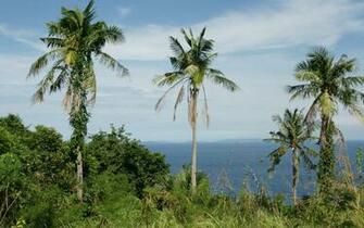 Palm Trees Ocean