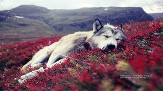 Dying Wolf Wallpaper Hq
