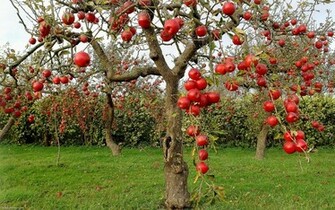 Wallpaper Apple Tree Red Garden Branch Fruits Autumn