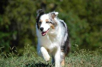 Running Australian Shepherd Photoshoot High Definition Wallpaper