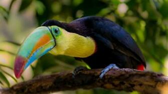 Toucan Wallpaper HD For Mobile And Pc