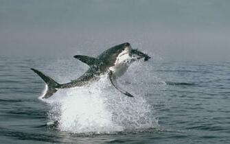 Great White Shark Wallpaper