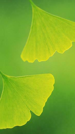 Lg G3 Wallpaper HD Shy Android