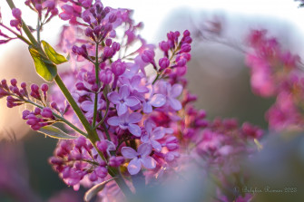 Lilac HD Wallpaper And Background