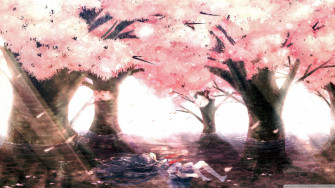 Cherry Blossom Anime Moving Background Gif Wallpaper