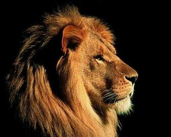 Lion Wallpaper The Best Top Desktop HD