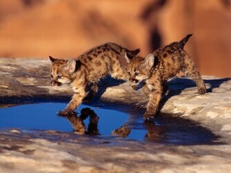 Cubs Wallpaper De Animales Galeria Para Pc Tablets