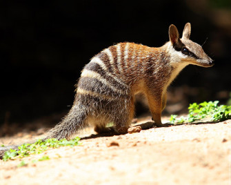 Numbat Wallpaper For Desktop Picture And