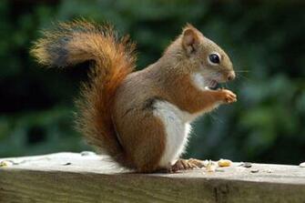 Animal Squirrel Wallpaper My Style