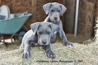 Great Dane Puppies Widescreen Wallpaper