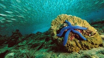 Starfish Computer Wallpaper Desktop Background Id