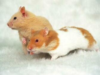 Hamster Wallpaper Fun Animals Wiki Videos Pictures Stories