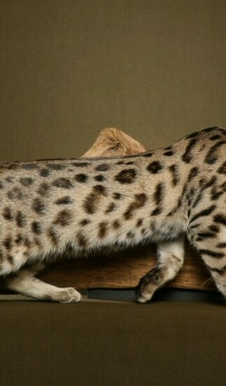 Bengal Cat To Something Sneaks Desktop Wallpaper