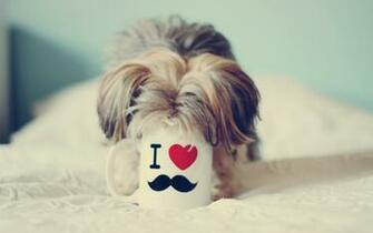 Funny Dog Background Background Wallpaper