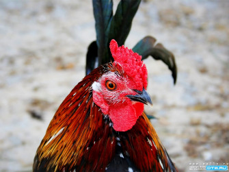 Chicken Wallpaper HD