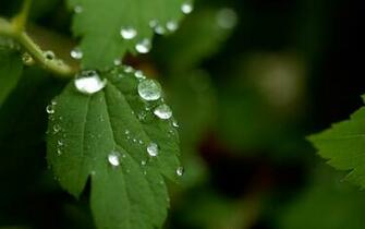 Leaf After Summer Rain Desktop Pc And Mac Wallpaper