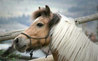 Horses Wallpaper HD