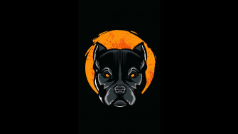 Black Pitbull Wallpaper