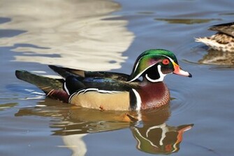 Mallard Duck Wallpaper Pictures