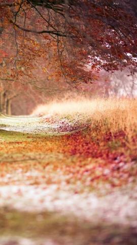 Beech Autumn Trees iPhone Wallpaper