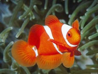 Coral Reef Fish Wallpaper Beautiful Desktop