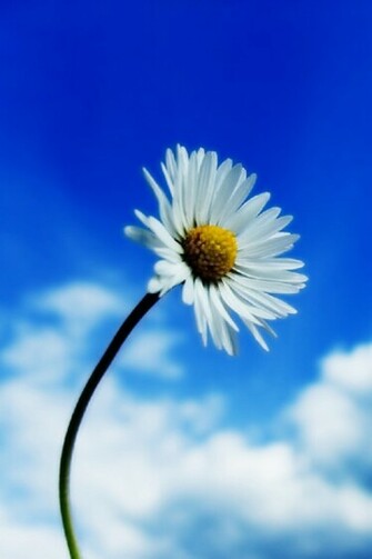 Single White Chrysanthemum Flower iPhone HD Wallpaper