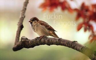 Beautifully Offensive Desktop Wallpaper