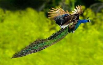 Flying Best HD Wallpaper Pixel Popular