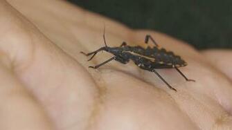 The Kissing Bug When Small Bugs Cause Big Problems This
