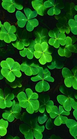 Irish Shamrock Wallpaper 9nxuo89 Picserio