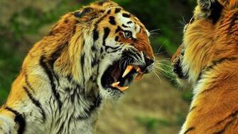 Wild Animal Desktop Wallpaper HD Background