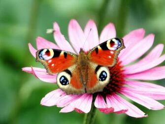 Peacock Butterfly Flower Wallpaper HD