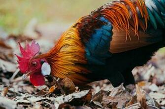 Cock Fight Pictures Image