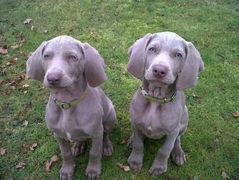 Weimaraner Puppies Wide Wallpaper Dogbreedswallpaper