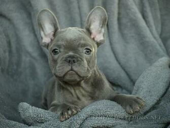 Blue French Bulldogs Desktop Wallpaper